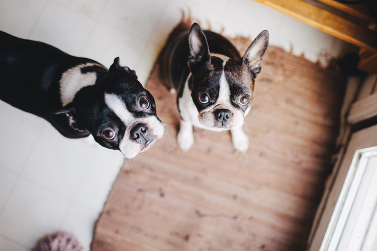 pets in hurricanes safety tips