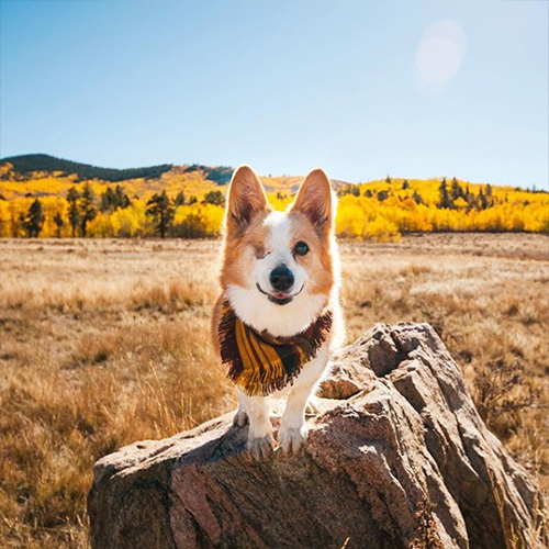 dog hiking during fall