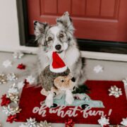 christmas gifts for dogs