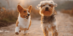 white and tan dogs running down a trail