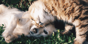 dog playing with cat