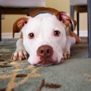 clear the shelter day