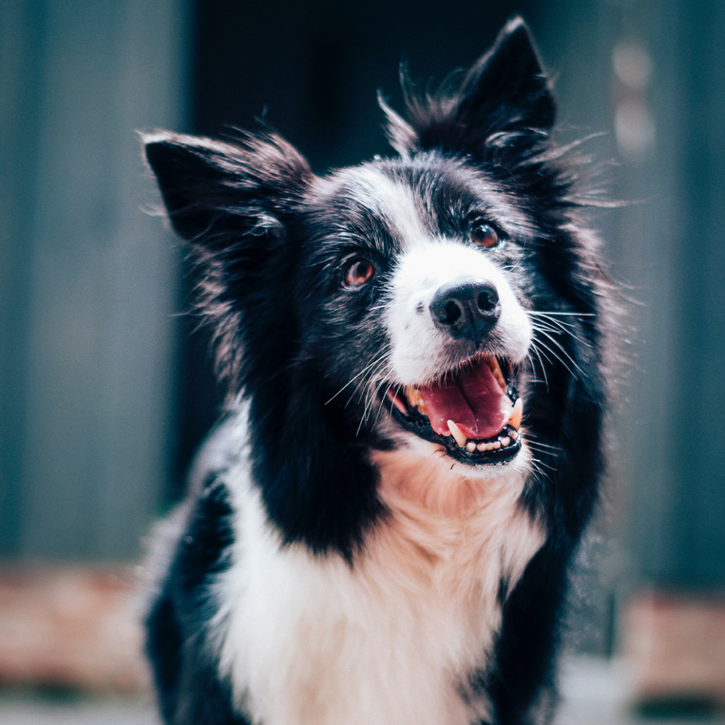 Border collie with dark background
