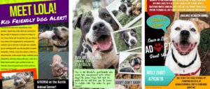 misc dog flyers