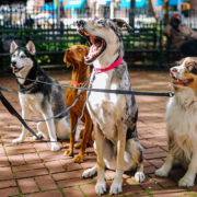 four dogs on leashes sitting on brick ground