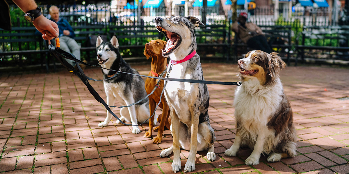 4 Tips on Choosing a Dog Trainer