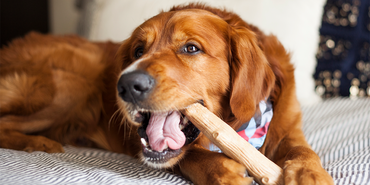 dark golden retriever chewing on stick