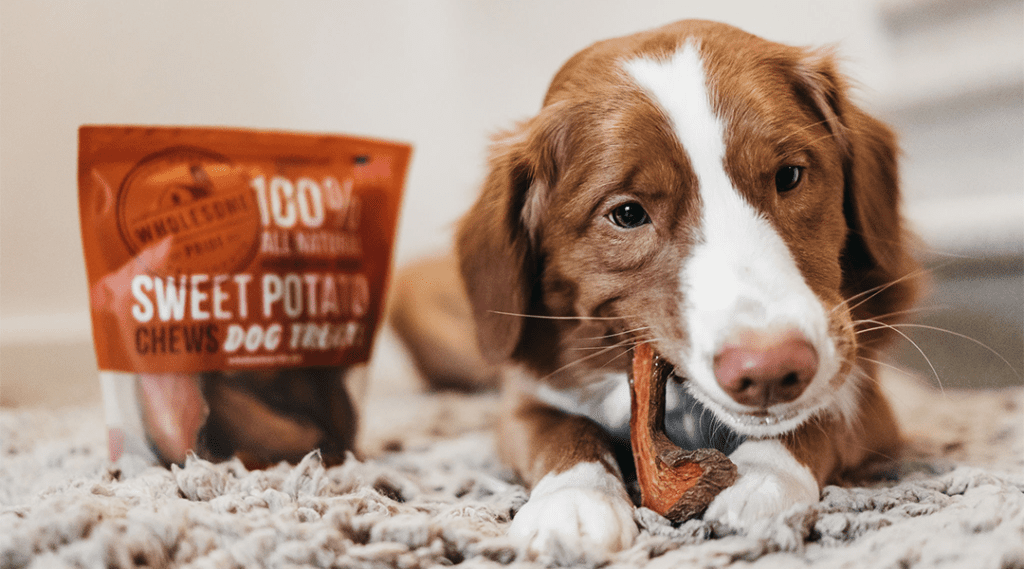dog eating a treat