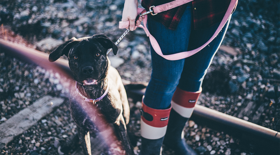 3 Life-Saving Dog Safety Commands You & Your Dog Should Know
