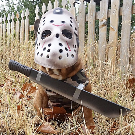 Small brown dog wearing mask and costume