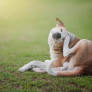dog is scratching because do dogs get allergies best dog food for dry skin