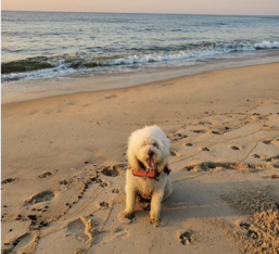 SMALL WHITE DOG WEARING ORANGE LIFE JACKET ON THE BEACH