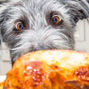 thanksgiving foods for dogs