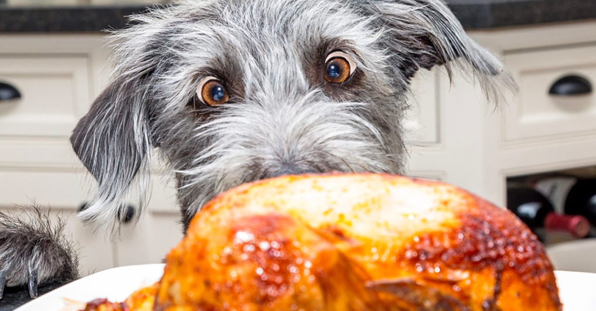 What Your Dog Can & Can’t Eat This Thanksgiving