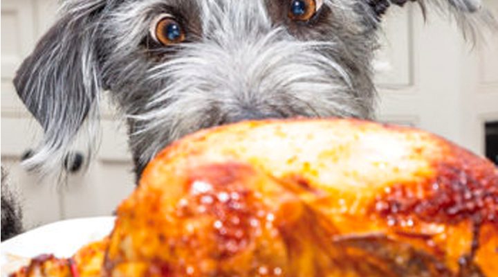 dog thanksgiving turkey