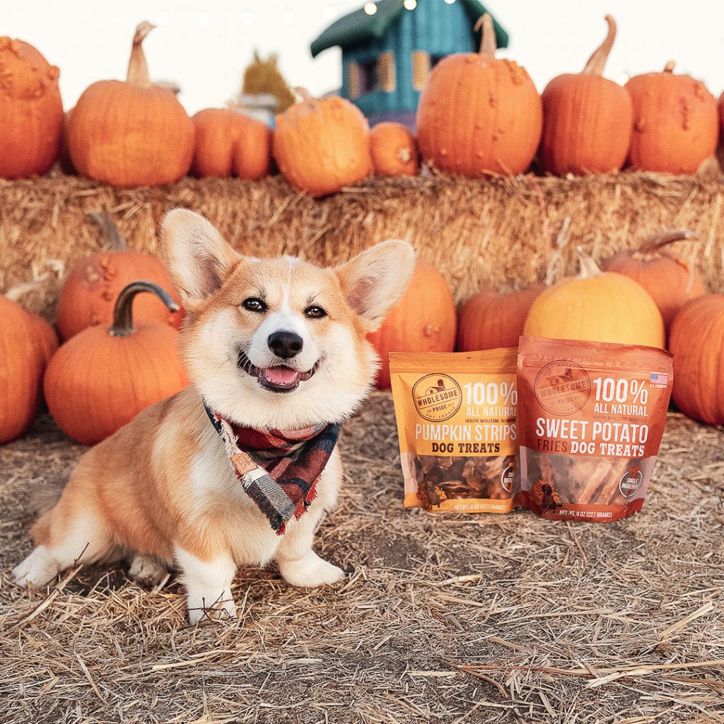 small brown dog at pumpkin patch with thanksgiving dog treats