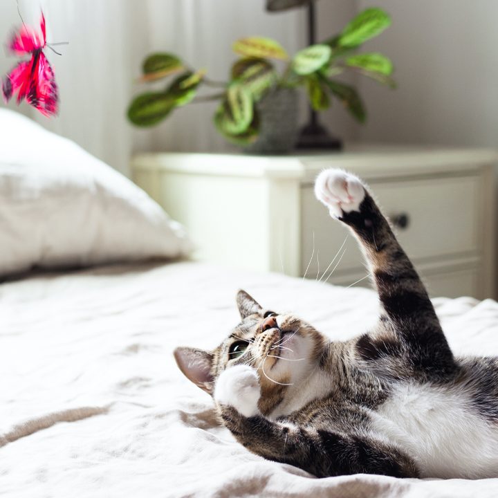 cat playing on a bed