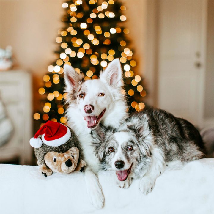 are poinsettias poisonous to dogs