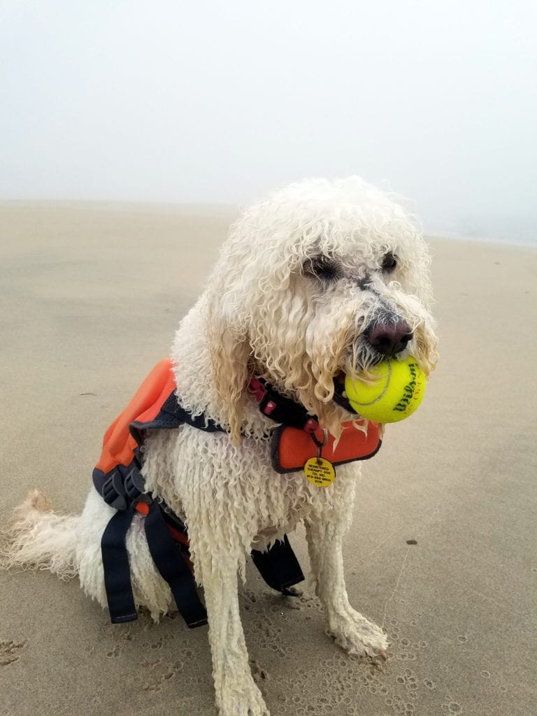 opal the dog wearing outward hound granby life jacket