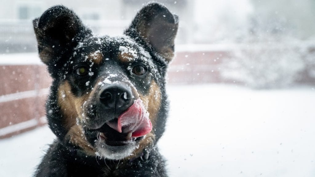 wintertime dog safety