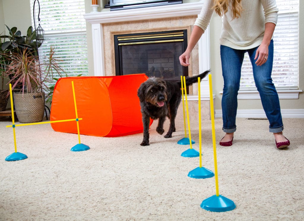 indoor agility give your dog more exercise
