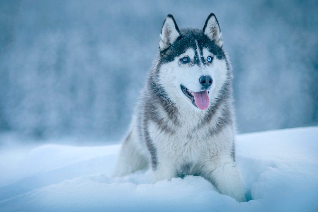 dog in snow