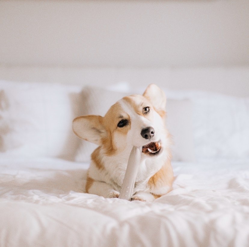 benefits of chewing for puppies