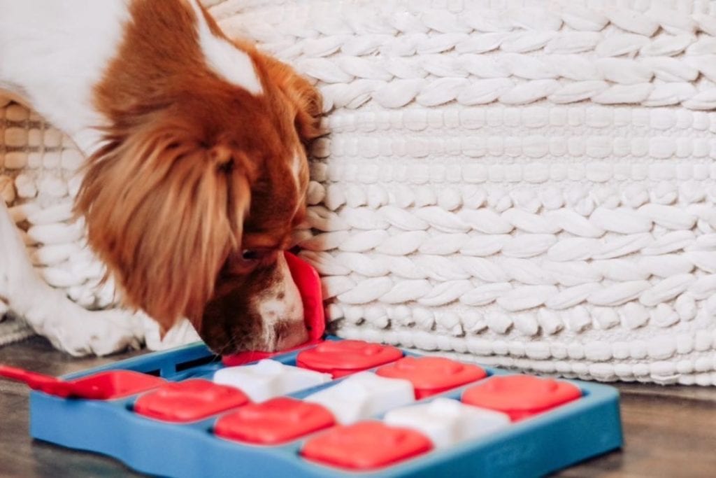 dog games dog brick
