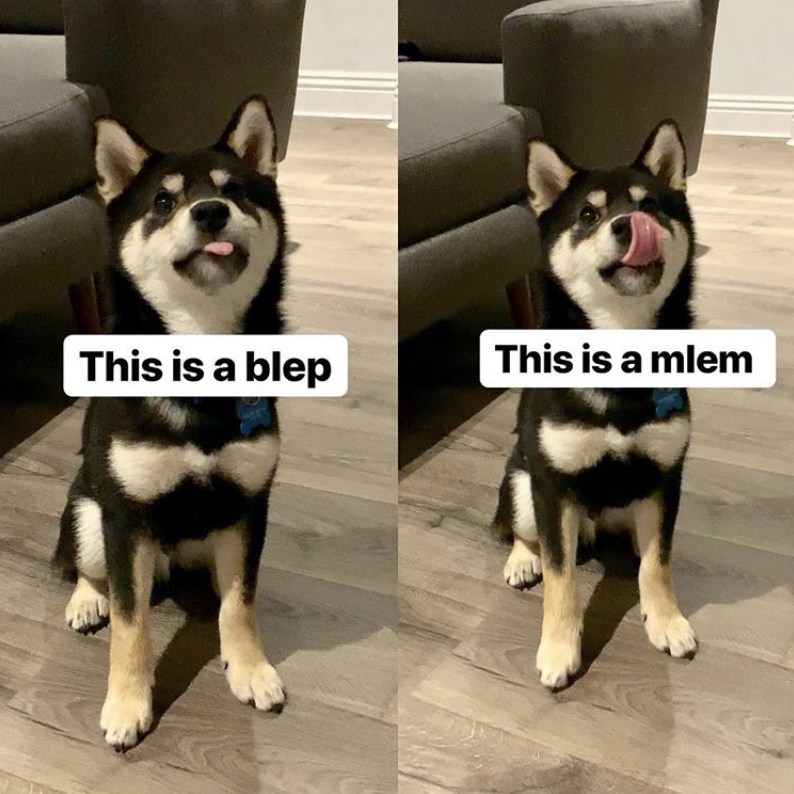 shiba inu from instagram