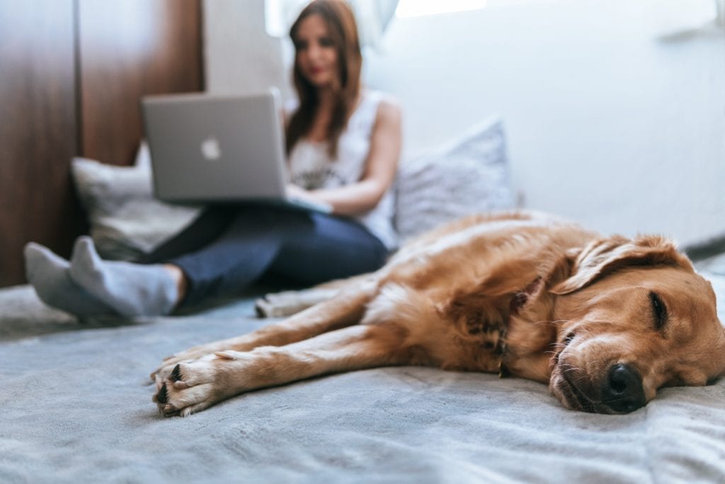 lady working with dog