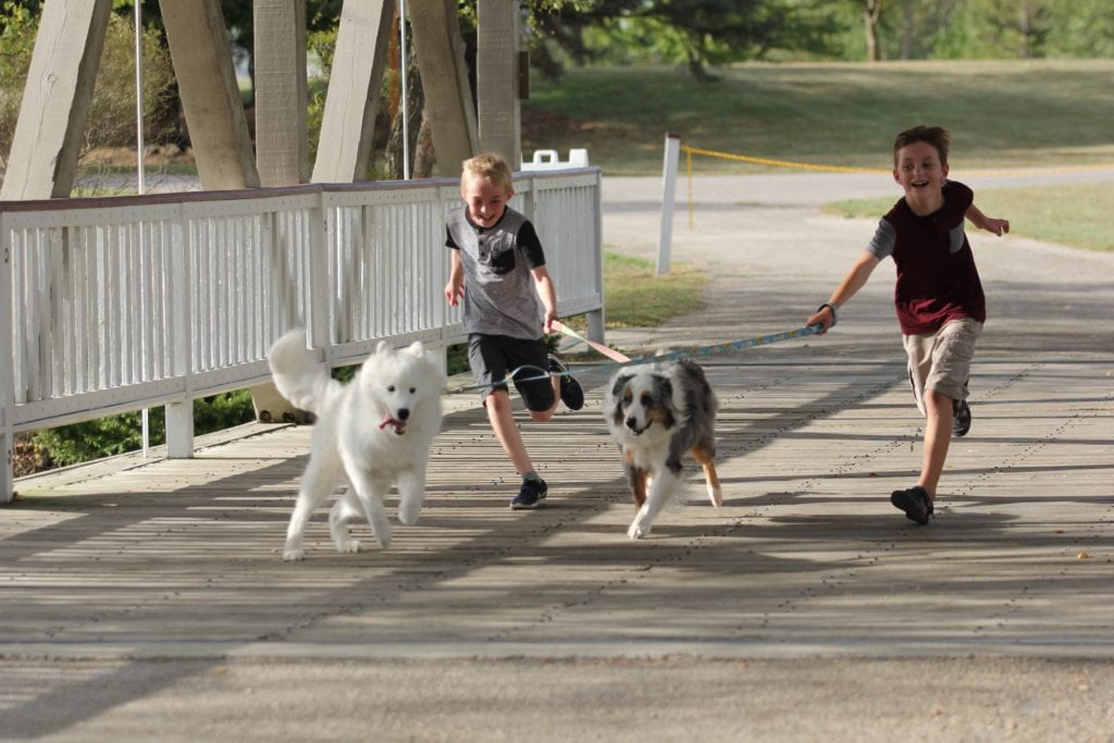 benefit of rescuing a dog