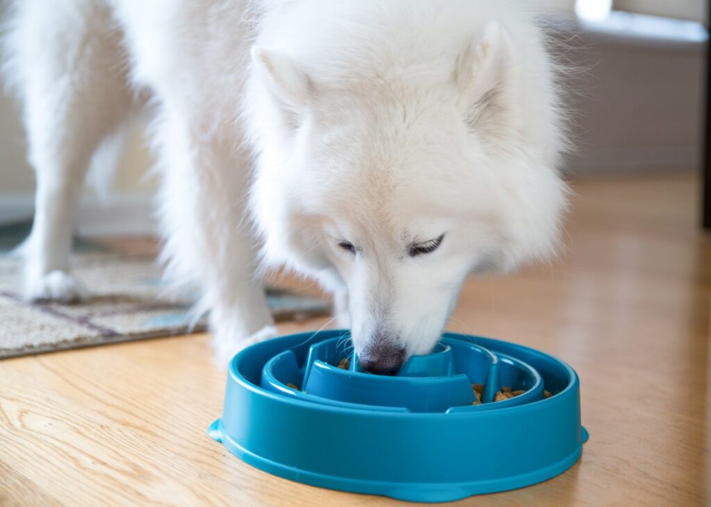 dog eats too fast