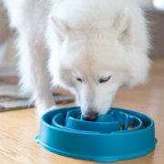 dog eats too fast