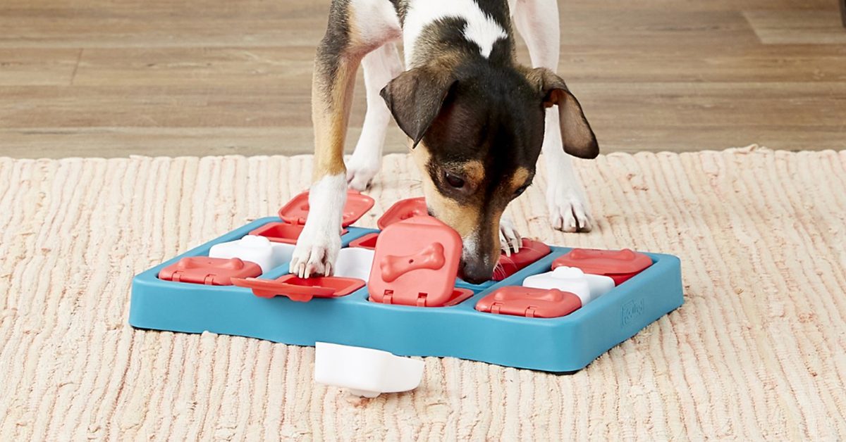 dog using a dog puzzle