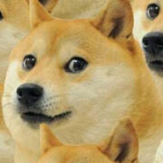 shiba inu doge doggolingo