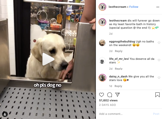 golden retriever instagram