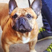 why is my dog's poop white? dog and human walking