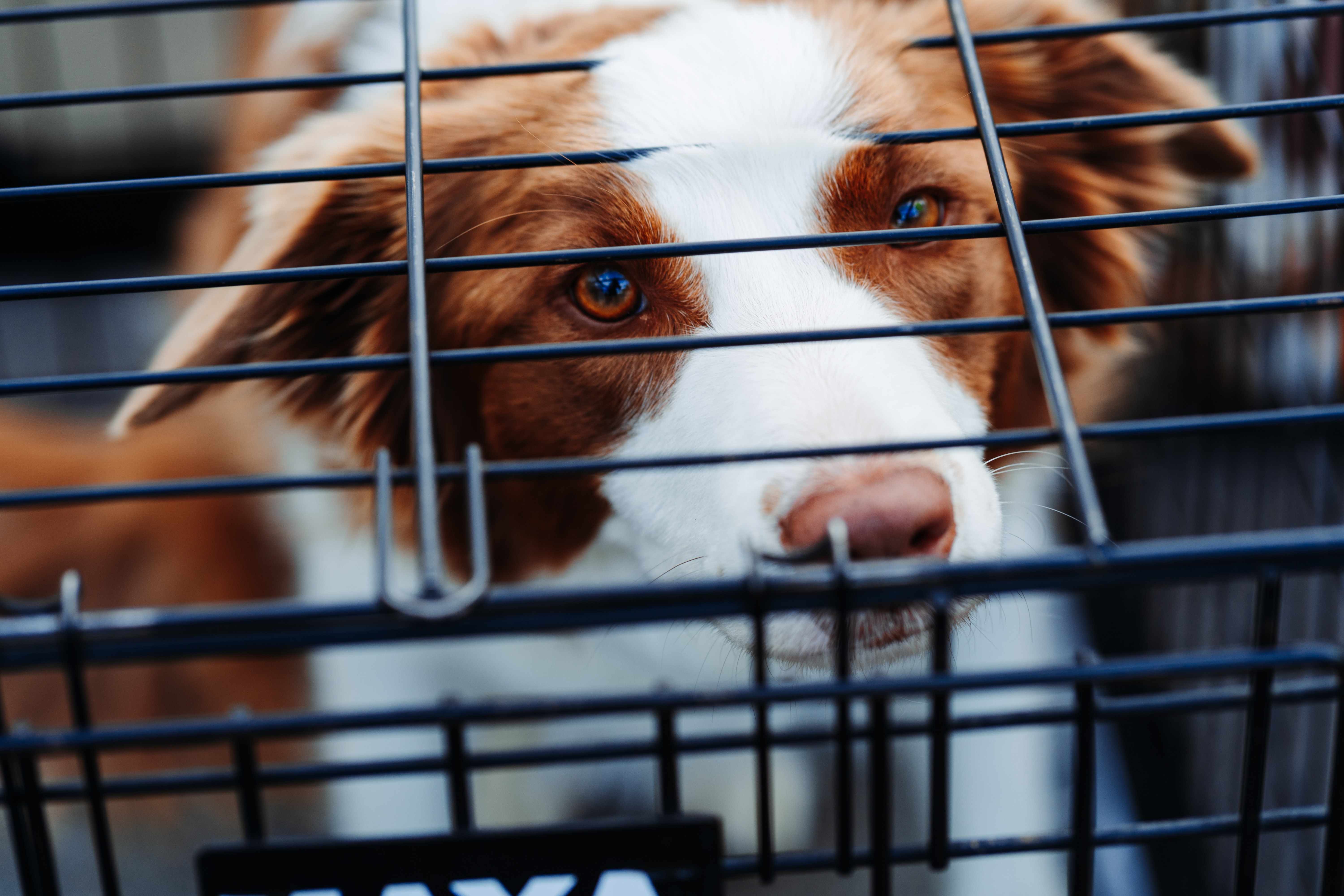 More People Are Fostering Animals During Covid-19