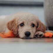 training a puppy with dog treat pouch