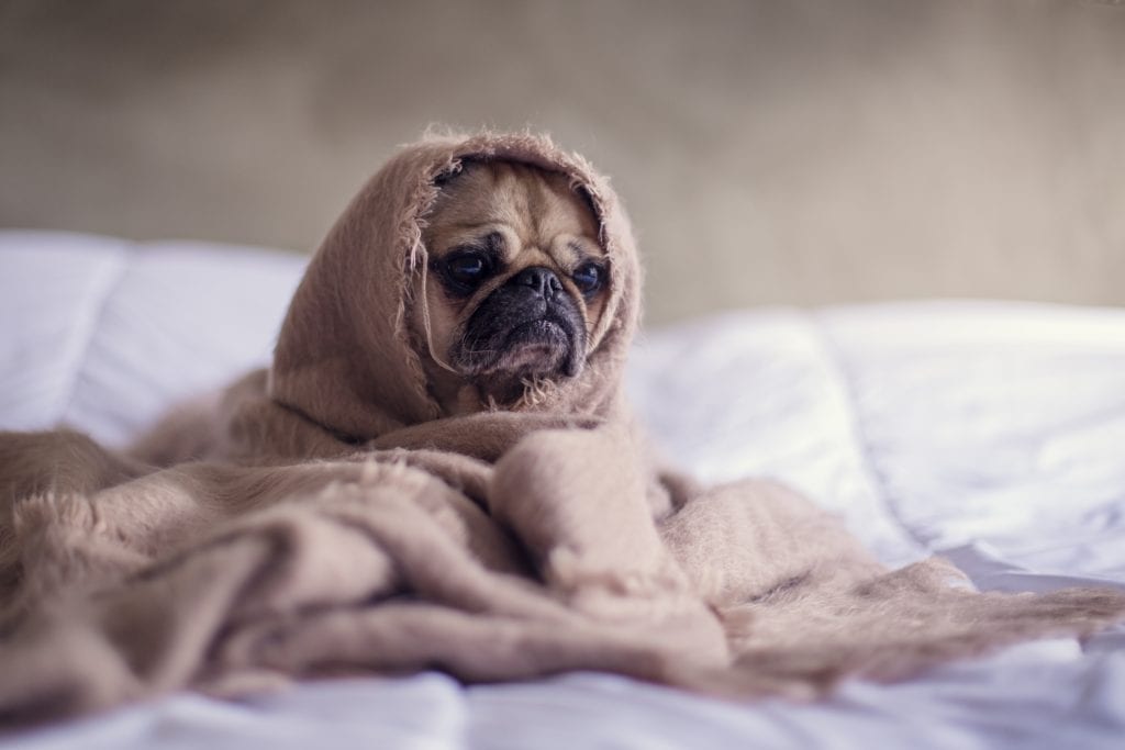 create a calming environment for your dog