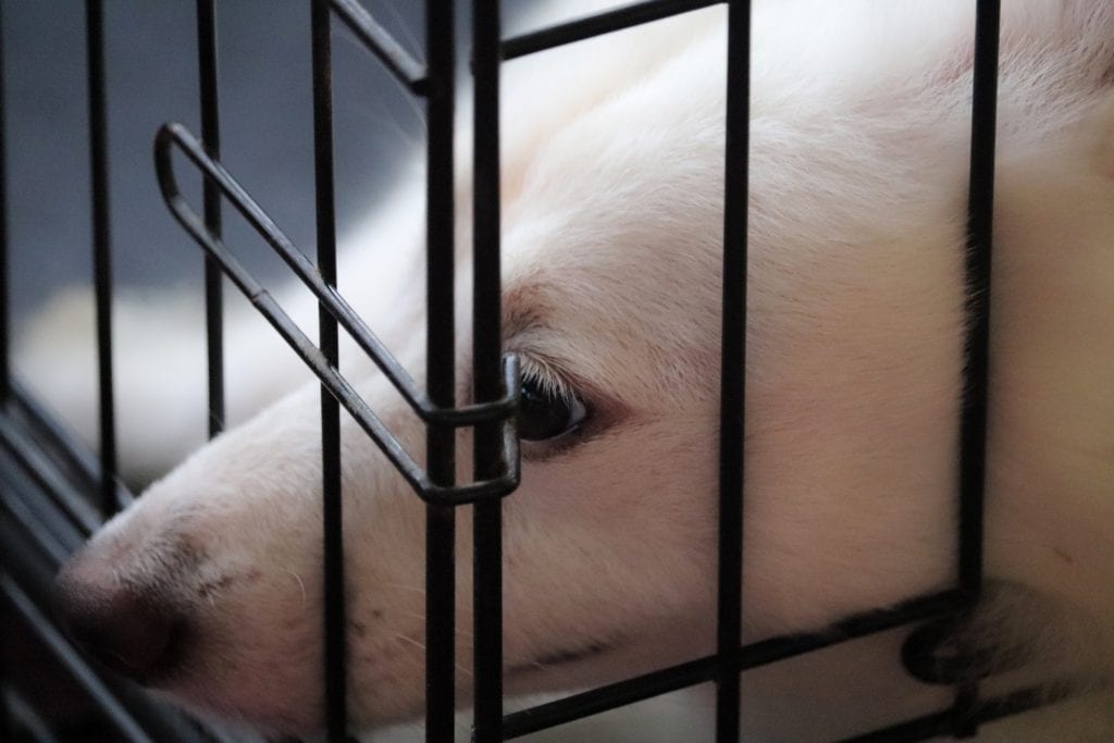 fostering animals during covid-19
