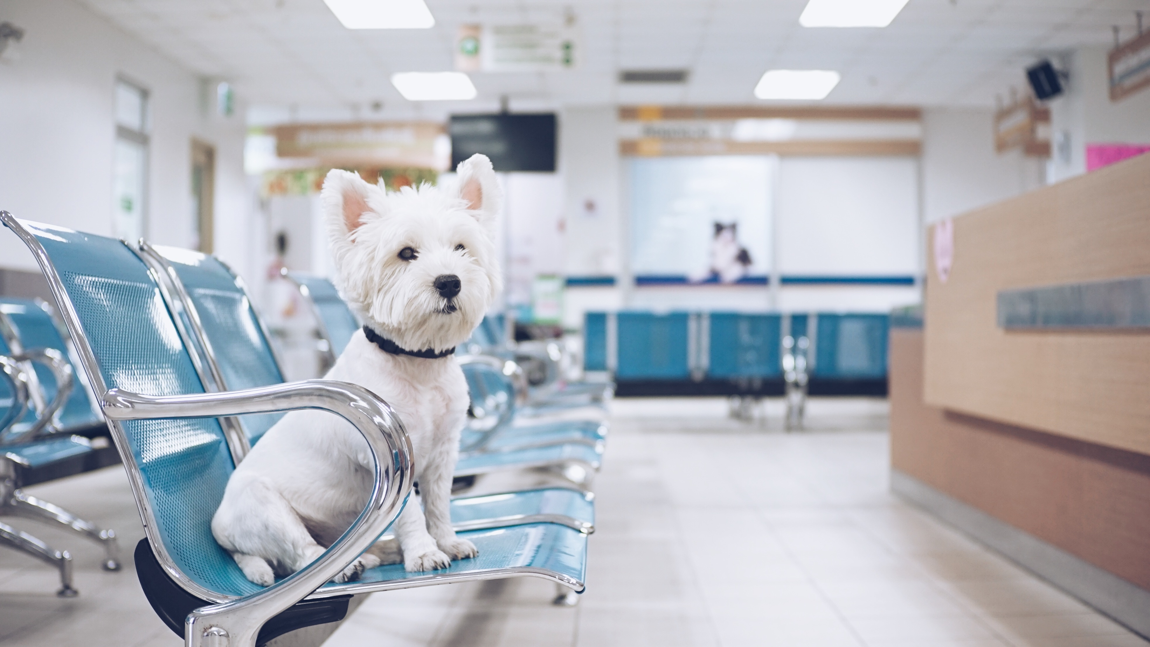 CORONAVIRUS IN DOGS: WHAT WE KNOW SO FAR (INFOGRAPHIC)