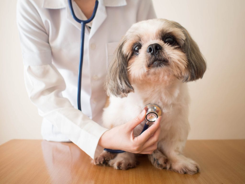 coronavirus-in-dogs-dog-at-vet
