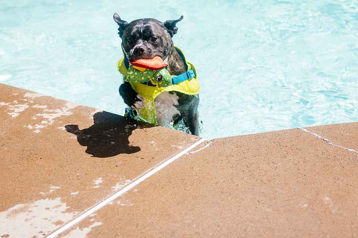 dog swimming in pool