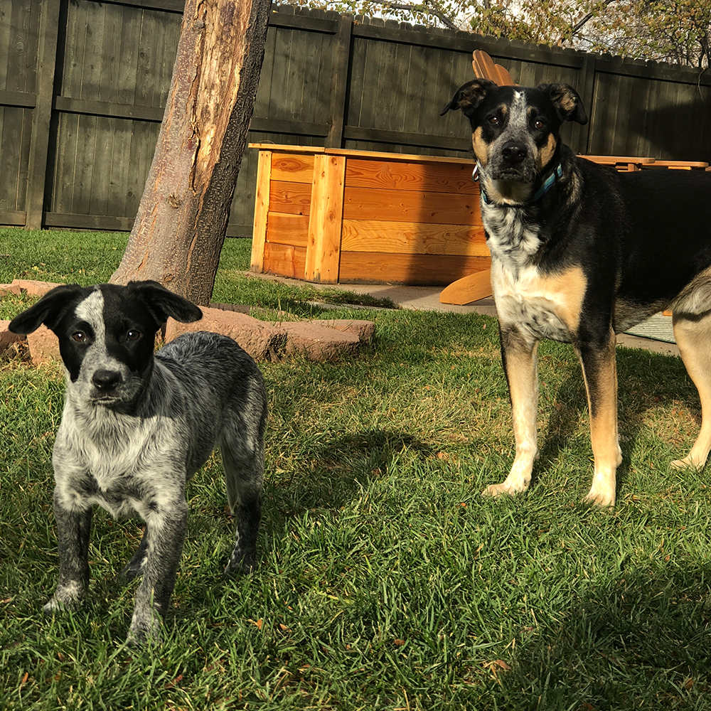 Meet our office dogs