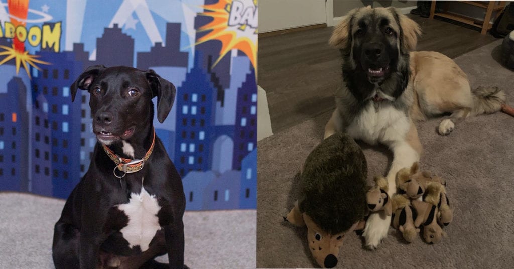 Meet our office dogs