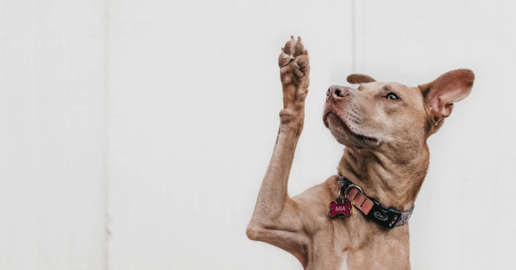 dog-facts-dog-right-handed