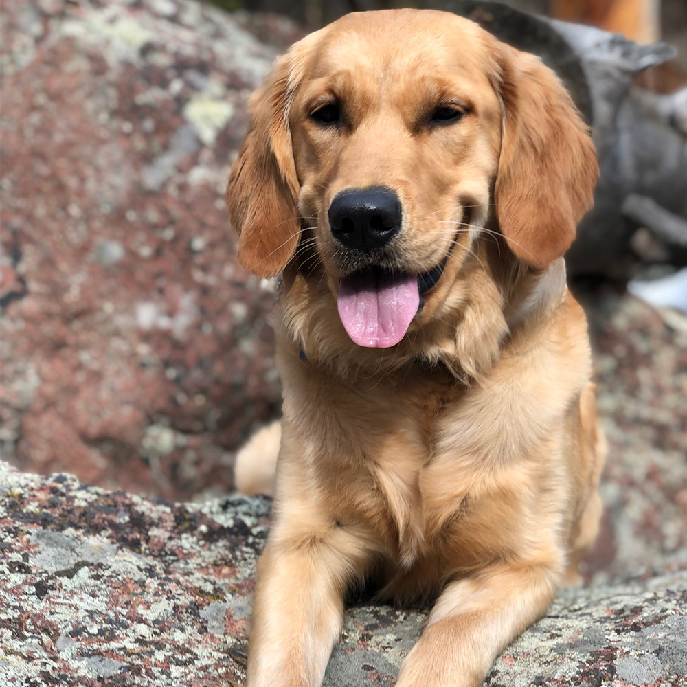 co-woofers-harley