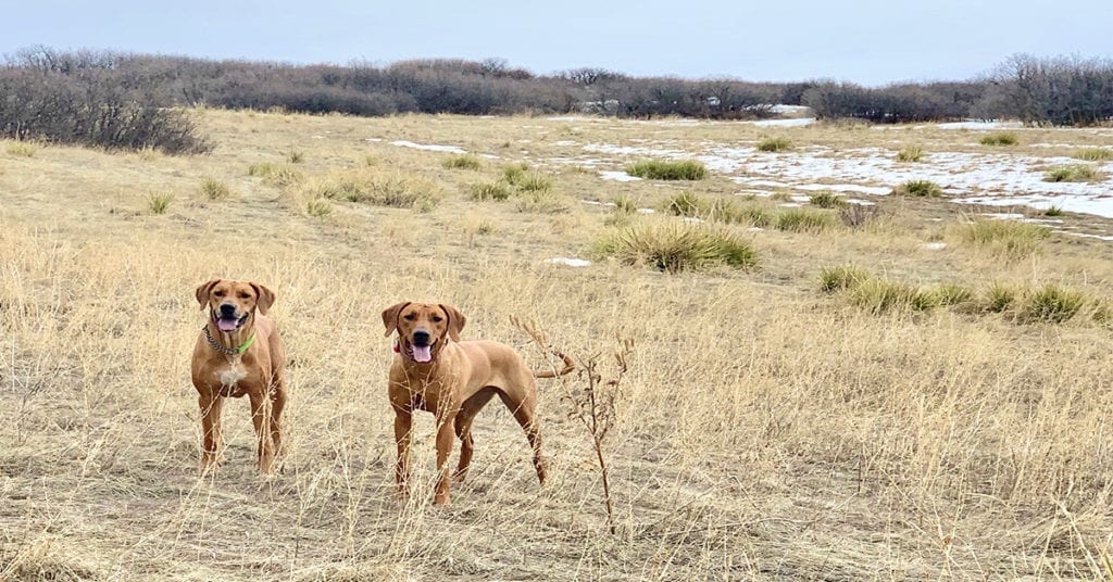 co-woofers-vega-lana