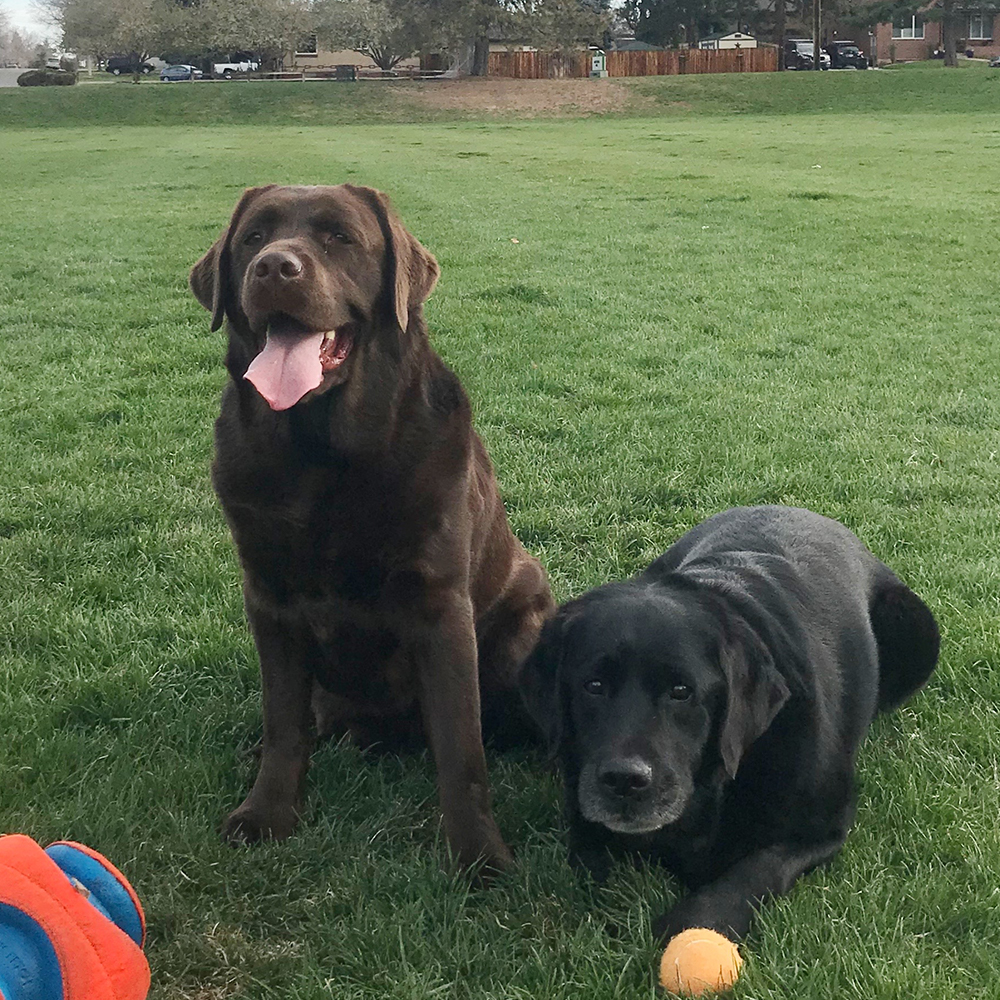 co-woofers-walter-lewis